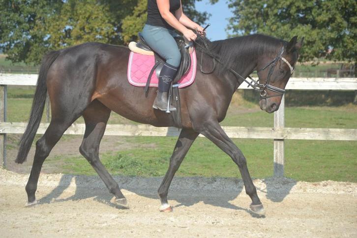 Leuke brave merrie, Dieren en Toebehoren, Paarden, Merrie, B, 165 tot 170 cm, 7 tot 10 jaar, Recreatiepaard