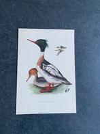 24 prenten  vogels 16,5x24 cm UITZOEKEN 1,25 euro p.st, Ophalen of Verzenden, Natuur en Biologie