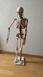 Mini anatomie skelet, Ophalen of Verzenden