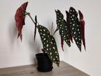 Stippenbegonia Maculata kamerplant Polkadot forellenbegonia, Ophalen, Overige soorten, Minder dan 100 cm
