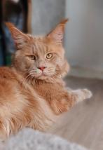 Maine coon dekkater, 0 tot 2 jaar