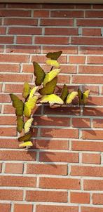 ZWERM VLINDERS / BRONS, Huis en tuin decoratie Marie, Nieuw, Info@huisentuindecoratiemarie.nl, Peize
