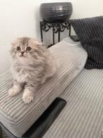 5 highland longhair kittens, Meerdere dieren, Ontwormd, 0 tot 2 jaar