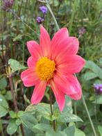 Dahliaknol (al in twee delen) roze oranje open bloem dahlia, Ophalen of Verzenden, Overige soorten, Volle zon