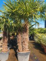 Palmboom, Ophalen, Volle zon, Palmboom