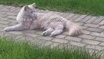 Lilac Ragdoll (Dek)kater te koop, Dieren en Toebehoren, Katten en Kittens | Dekkaters