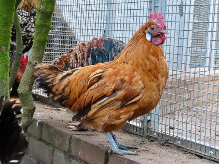 Periwinkle, kriel haan, Dieren en Toebehoren, Pluimvee, Kip, Mannelijk