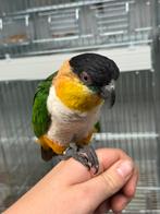 Zwartkopcaique - pionitus melanocephala (tam), Mannelijk, Parkiet, Tam