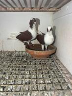 Te koop duiven, Dieren en Toebehoren, Vogels | Duiven, Meerdere dieren, Overige soorten