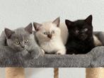Britse Korthaar Kittens, Meerdere dieren, Ontwormd, 0 tot 2 jaar