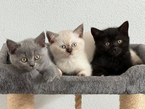 Britse Korthaar Kittens, Dieren en Toebehoren, Katten en Kittens | Raskatten | Korthaar, Meerdere dieren, 0 tot 2 jaar, Ontwormd