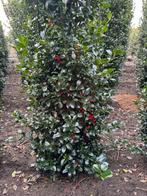 Hulst met bes. Niet prikkende 2 m hoog Ilex heckenfee hulst., Ophalen, Hulst, Minder dan 100 cm