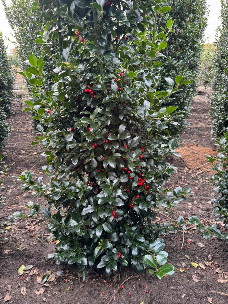 Hulst met bes. Niet prikkende 2 m hoog Ilex heckenfee hulst., Tuin en Terras, Planten | Struiken en Hagen, Hulst, Minder dan 100 cm