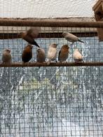 Zilverbekjes overjarig diverse kleuren 9 stuks, Meerdere dieren