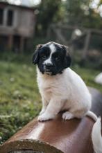 Zes gezonde Friese Stabij pups bruin en zwart, Dieren en Toebehoren, Honden | Niet-rashonden, Particulier, Meerdere, 8 tot 15 weken