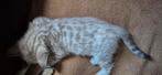 Nestje met 8 Bengaalse kittens, Dieren en Toebehoren, Katten en Kittens | Raskatten | Korthaar, Meerdere dieren, Met stamboom
