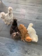 hennen 🐥4x Usa zijdehoen 12wk geent 💯% hen garantie✅, Vrouwelijk, Kip