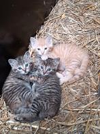 Grijs bruine lapjes rode wit met rood kittens, Dieren en Toebehoren, Katten en Kittens | Overige Katten, Meerdere dieren, Kortharig