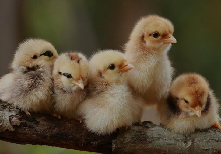 KUIKENS UITBROEDEN, voor u!, Dieren en Toebehoren, Pluimvee, Kip, Geslacht onbekend