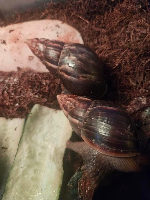 Agaatslak, Dieren en Toebehoren, Reptielen en Amfibieën