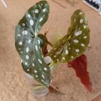 begonia maculata stek nr 50, Ophalen of Verzenden, Overige soorten, Minder dan 100 cm