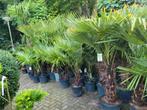 Palmbomen Trachcarpus fortunei, 100 tot 250 cm, Zomer, Palmboom, Ophalen