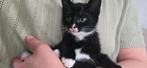 Lieve kater, Dieren en Toebehoren, Katten en Kittens | Overige Katten, Meerdere dieren, Kortharig, 0 tot 2 jaar