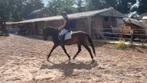 Super Brave 4 jarige New Forest Ruin, Dieren en Toebehoren, Pony's, Ruin, Dressuurpony, Zadelmak, 3 tot 6 jaar