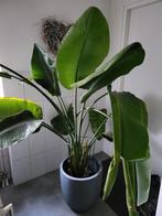 Grote Strelitzia 140 cm, Groene kamerplant, Ophalen, Overige soorten, 100 tot 150 cm