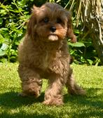 Cavapoo pups 1250 € nog 1 teef en een reu, Nederland, Overige rassen, 8 tot 15 weken, CDV (hondenziekte)