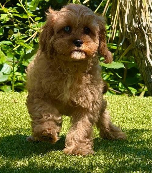 Cavapoo pups 1250 € nog 1 teef en een reu, Dieren en Toebehoren, Honden | Chihuahua's en Gezelschapshonden, Meerdere dieren, Overige rassen