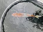 Ochiba, Dieren en Toebehoren, Karper of Koi