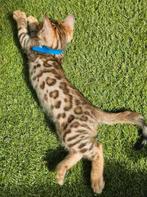 ☆Top ras☆ Bengaalse kittens met stamboom, Dieren en Toebehoren, Katten en Kittens | Raskatten | Korthaar, Meerdere dieren, Met stamboom