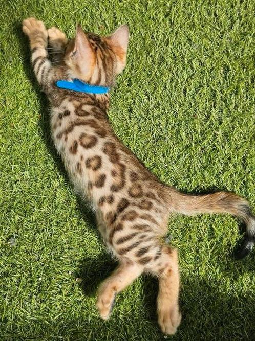 ☆Top ras☆ Bengaalse kittens met stamboom, Dieren en Toebehoren, Katten en Kittens | Raskatten | Korthaar, Meerdere dieren, Met stamboom