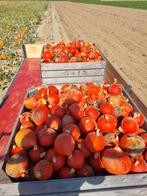 Hokkaido en Butternut/flespompoen eetbaren pompoenen, Ophalen