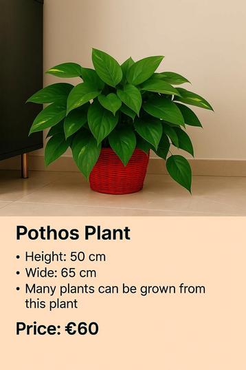 Pothos Plant – Lush & Healthy 50/65 cm beschikbaar voor biedingen
