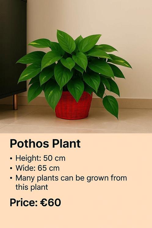 Pothos Plant – Lush & Healthy 50/65 cm, Huis en Inrichting, Kamerplanten, Overige soorten, Minder dan 100 cm, Ophalen of Verzenden