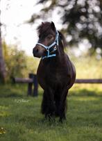 Te koop - Lieve & ondeugende Shetlander, Met stamboom, Ruin, Niet van toepassing, A pony (tot 1.17m)
