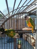 Dushi en Coco (Senegal papegaai) zoeken een nieuw huisje!, Dieren en Toebehoren, Meerdere dieren, Papegaai, Geringd