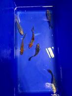 ACTIE shubunkin 15-18cm 3+1 gratis 10 euro per stuk, Karper of Koi