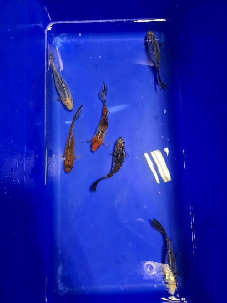 ACTIE Shubunkin 15-18cm  5 voor 35 euro, Dieren en Toebehoren, Vissen | Vijvervissen, Karper of Koi