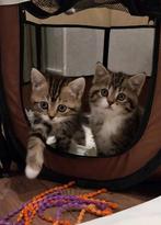 Kittens, Dieren en Toebehoren
