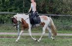 Super braaf 3,5 jarige bonte E-pony, Dieren en Toebehoren, Paarden, B, Ruin, 3 tot 6 jaar, Gechipt