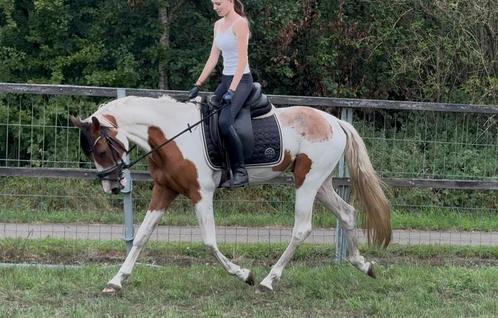 Super braaf 3,5 jarige bonte E-pony, Dieren en Toebehoren, Paarden, Ruin, B, 3 tot 6 jaar, Recreatiepaard, Gechipt, Ontwormd