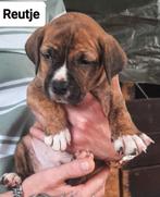 Amerikaanse Stafford Kruising BullMastiff Bully XL, Overige rassen, CDV (hondenziekte), 8 tot 15 weken, Meerdere