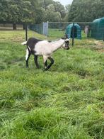 Pauwgeit boklam, Dieren en Toebehoren, Schapen, Geiten en Varkens, Mannelijk, Schaap