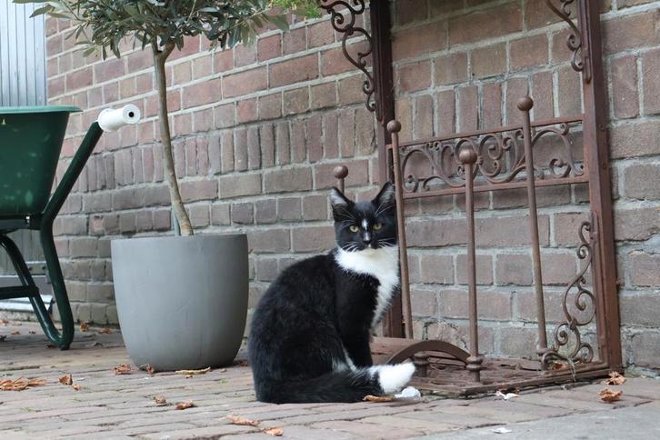 Boerderij kittens te koop, Dieren en Toebehoren, Katten en Kittens | Overige Katten, Kortharig, Meerdere dieren, 0 tot 2 jaar