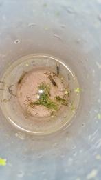 Cambarellus diminutus kreeftjes, Dieren en Toebehoren, Vissen | Aquariumvissen, Vis