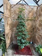Schefflera compacta 170cm, Huis en Inrichting, Kamerplanten, Ophalen, Halfschaduw, Minder dan 100 cm