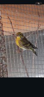 Op zoke naar Europese kanaries, Meerdere dieren